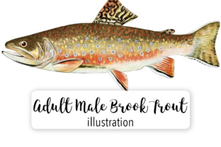 Download Adult Male Brook Trout Salvelinus Fontinalis Watercolor - Male Collection